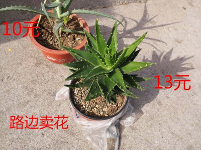 芦荟品种有哪些 详解七个常见的芦荟