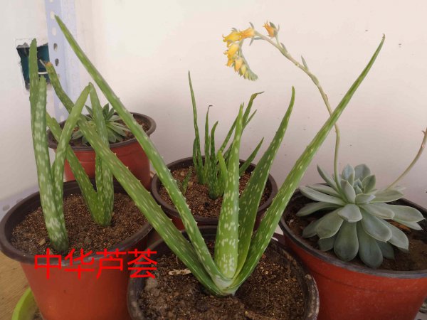 芦荟品种有哪些