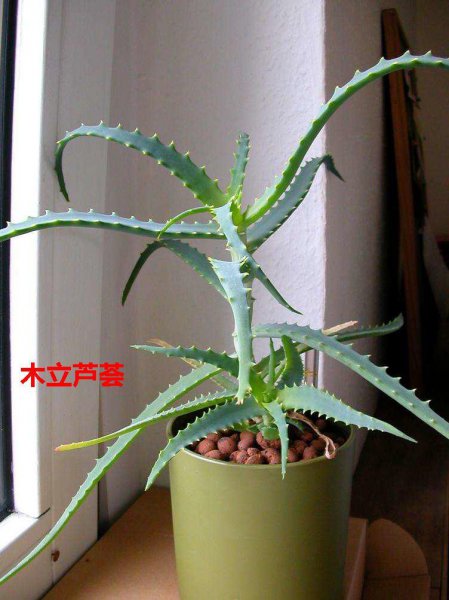 芦荟品种有哪些
