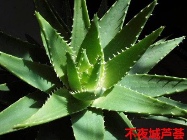 芦荟品种有哪些