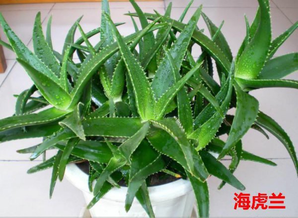 芦荟品种有哪些