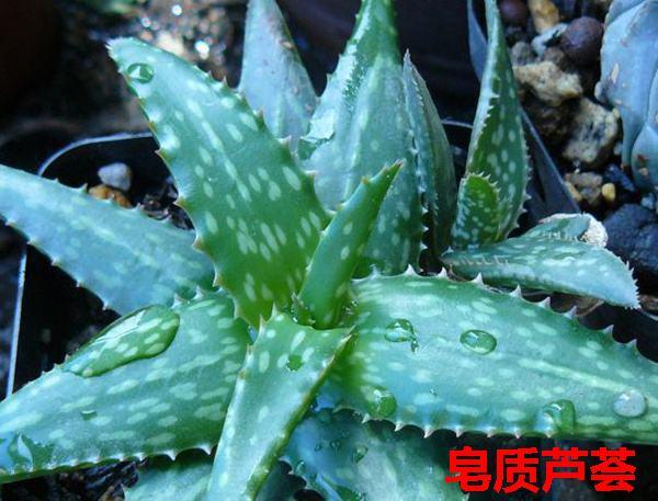 芦荟品种有哪些