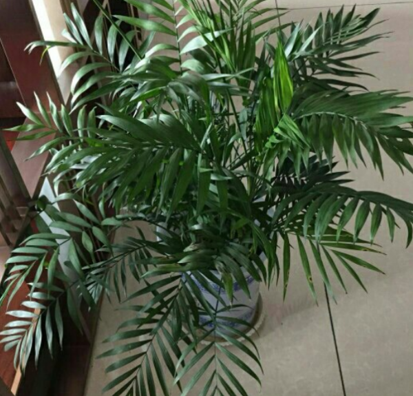 袖珍椰子喜阴还是喜阳
