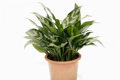 不喜阳光的植物室内有哪些 喜阴的室内植物推荐
