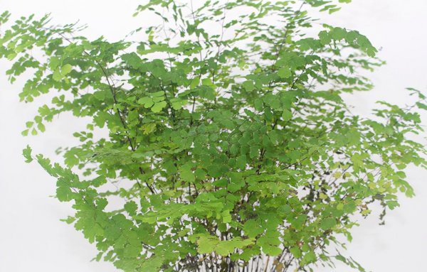 不喜阳光的植物室内有哪些