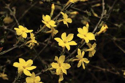 迎春花长什么样