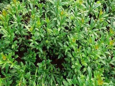 迎春花长什么样