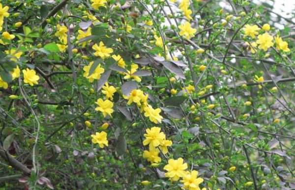 迎春花长什么样