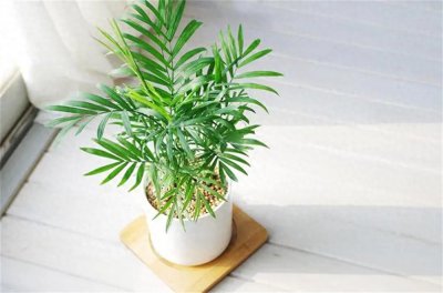 袖珍椰子多久浇一次水 袖珍椰子养护的正确方法
