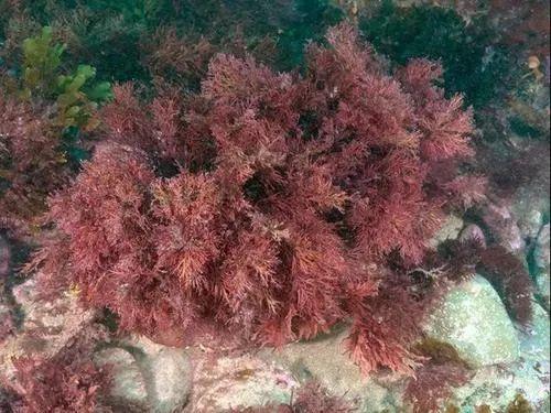 海底植物有哪些品种