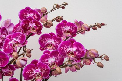 九里香适合在室内养吗 适合家养的花卉推荐