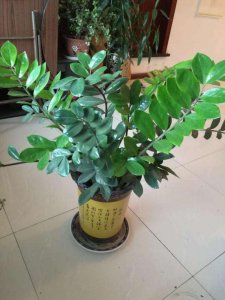 金钱树能晒太阳吗 教你正确养护知识