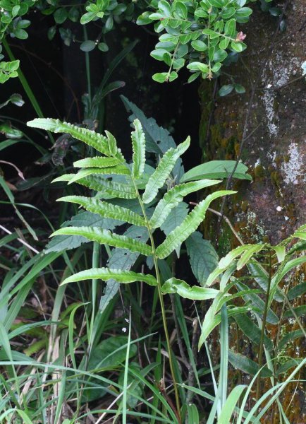珍稀植物有哪些介绍