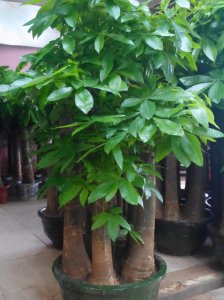 发财树喜欢阳光吗 发财树正确的养护方法