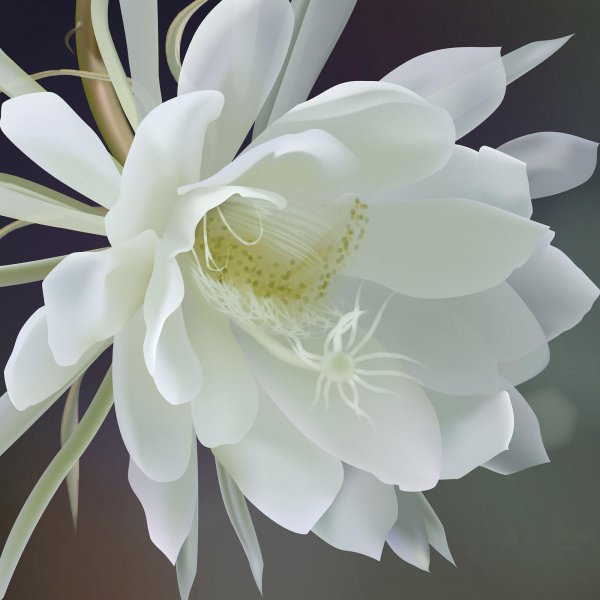 八月开什么花最盛