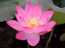 八月开什么花最盛