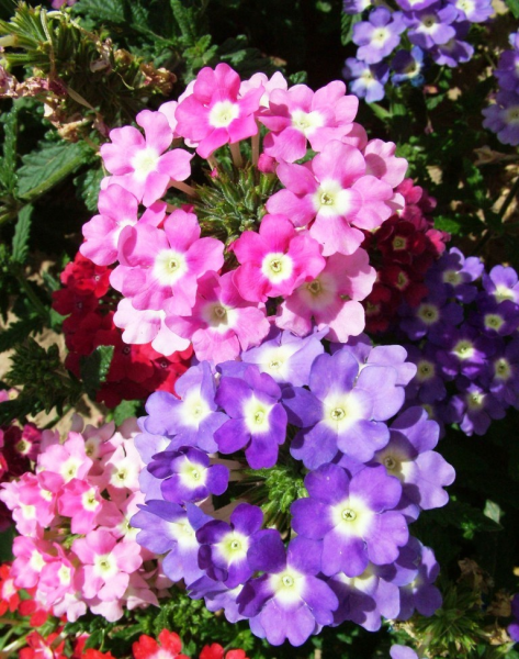八月开什么花最盛
