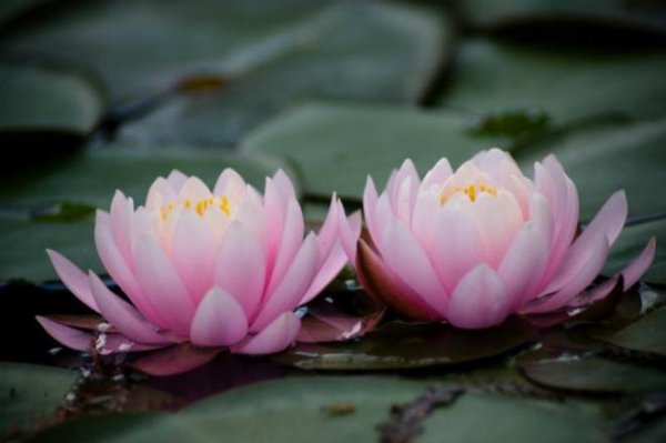 八月开什么花最盛