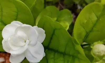 茉莉花可以放在卧室养吗 盘点十种适合卧室养的花卉