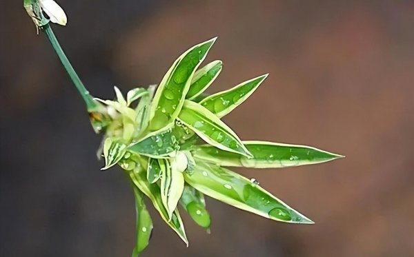 茉莉花可以放在卧室养吗