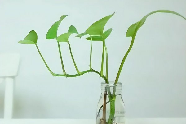 茉莉花可以放在卧室养吗