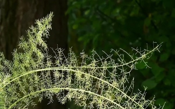 茉莉花可以放在卧室养吗