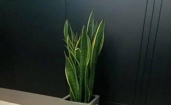 茉莉花可以放在卧室养吗