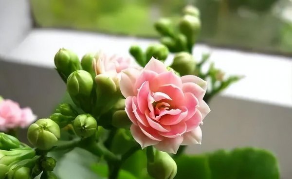 茉莉花可以放在卧室养吗
