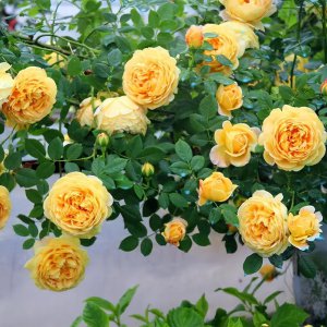 月季品种哪个最好 月季花十大经典品种