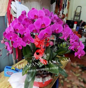 兰花寓意代表什么意思 了解兰花的真正含义