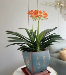 客厅养什么绿植最好 适合客厅养的植物介绍