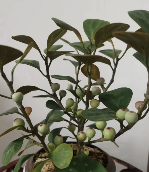 客厅养什么绿植最好
