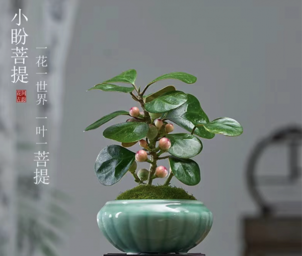 客厅养什么绿植最好