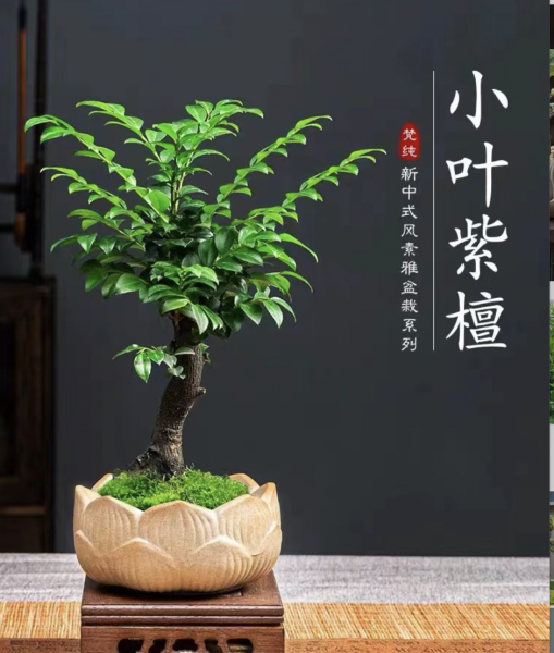 客厅养什么绿植最好
