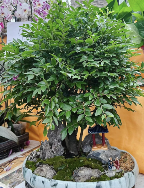 客厅养什么绿植最好