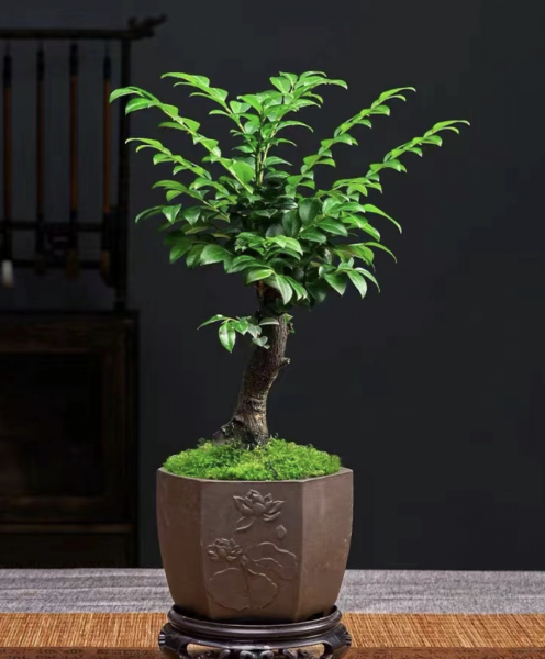 客厅养什么绿植最好