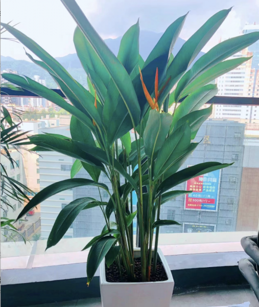 客厅养什么绿植最好