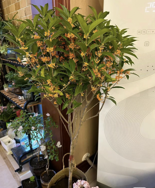 客厅养什么绿植最好