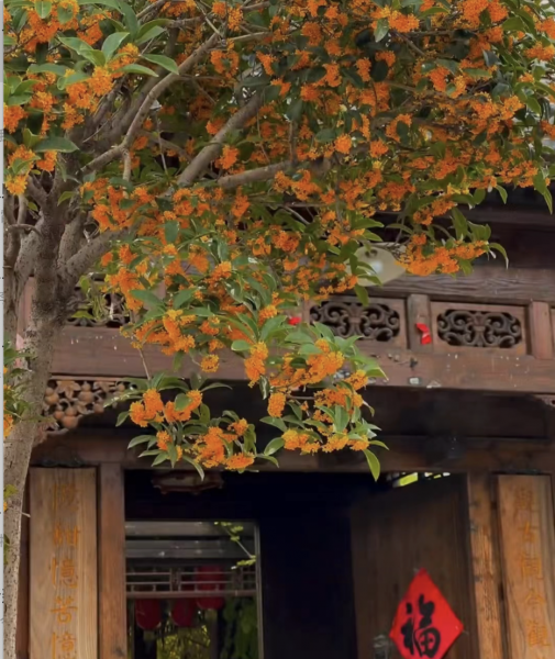 客厅养什么绿植最好