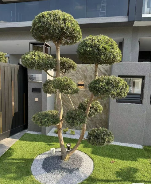 客厅养什么绿植最好