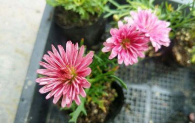六月开什么花最盛 6月最具代表性的花卉推荐