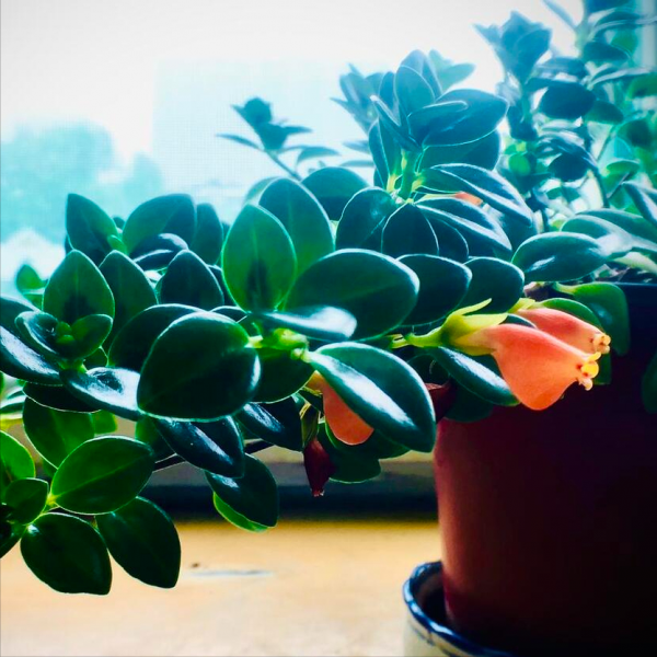 金鱼花喜阴还是喜阳