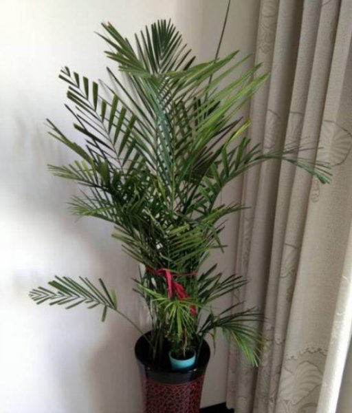 散尾葵怎么养才能更旺盛