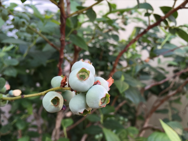蓝莓哪个品种好养