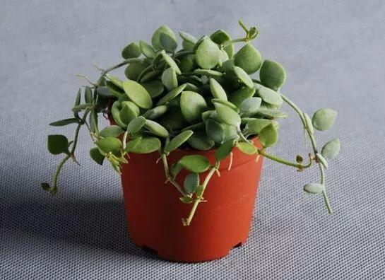 玄关放什么绿植最好