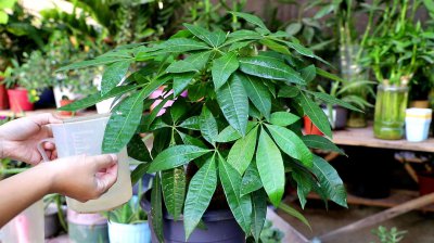 夏天发财树几天浇一次水 发财树养护的正确方法