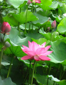 七月什么花开放好看 七月具有代表性的花推荐
