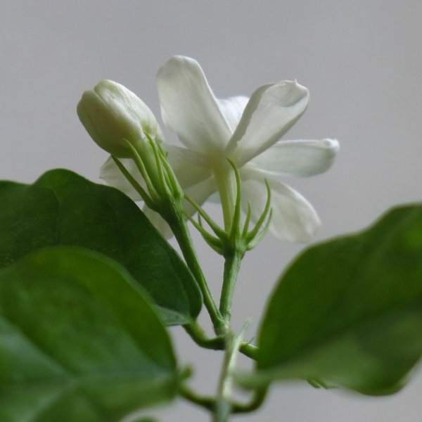 七月什么花开放好看