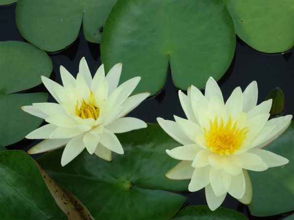 七月什么花开放好看