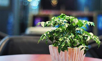 幸福树可以晒太阳吗 教你正确养护幸福树